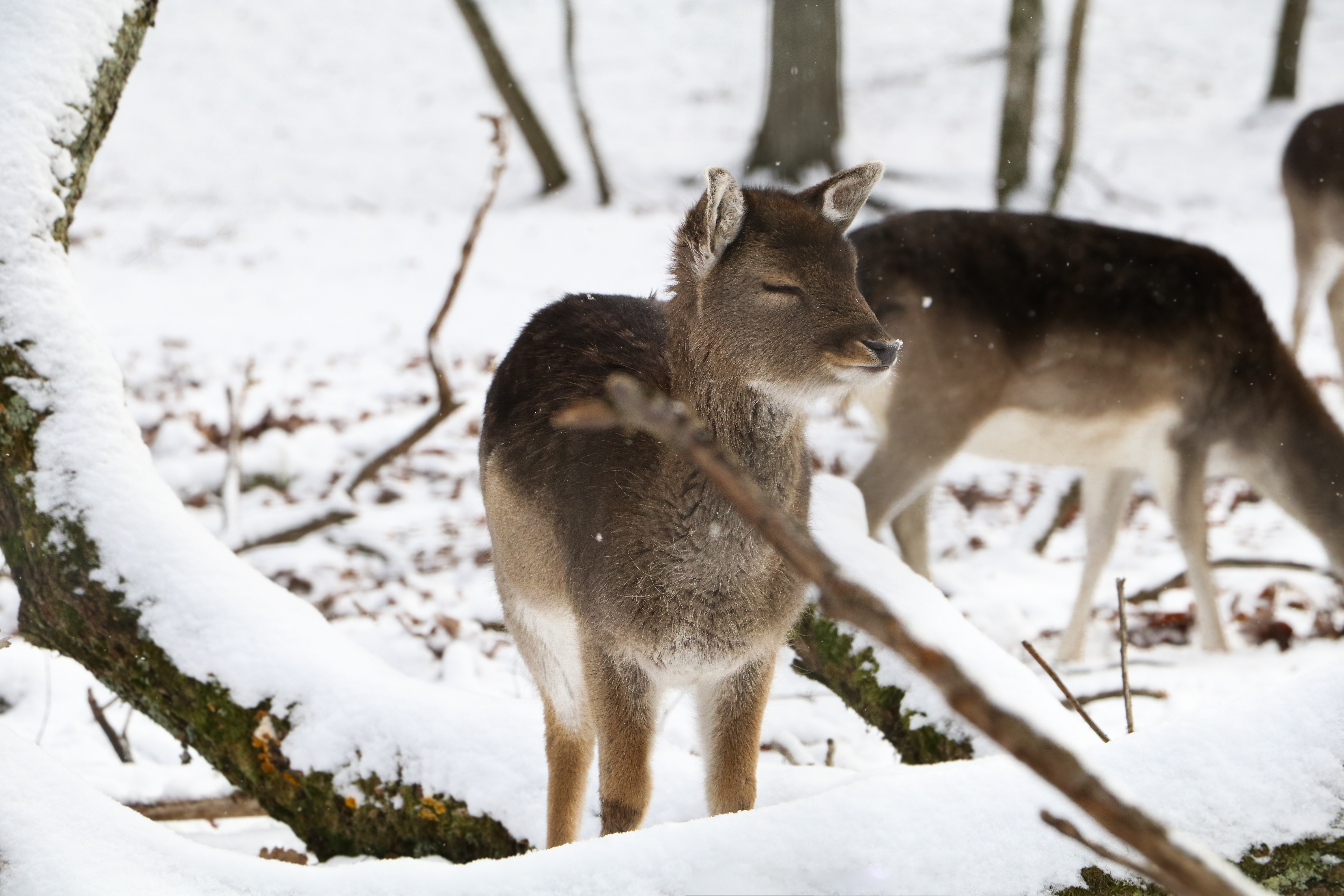 Erecting Barriers Around Trees Can Help Prevent Damage From Deer During the Winter