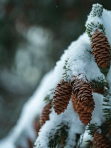 Wrap the base of evergreens but keep enough room for air light and snow to land on boughs