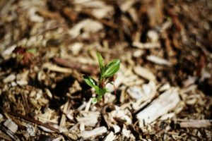 Mulch thickly before a freeze to help reduce root injury.