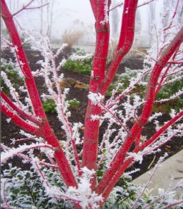 Coral Bark Japanese Maple Image courtesy of GardenGoodsDirect.com