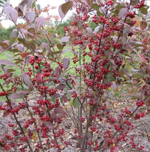 Red Chokeberry From NatureHills.com