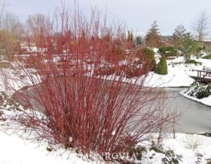 Red Twig Dogwood. Image from Monrovia.com website.