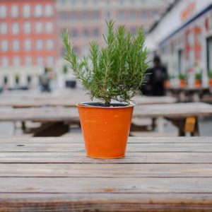 Colorful Planter with Evergreen. Photo by Francisco Delgato