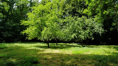 image of two trees in a yard